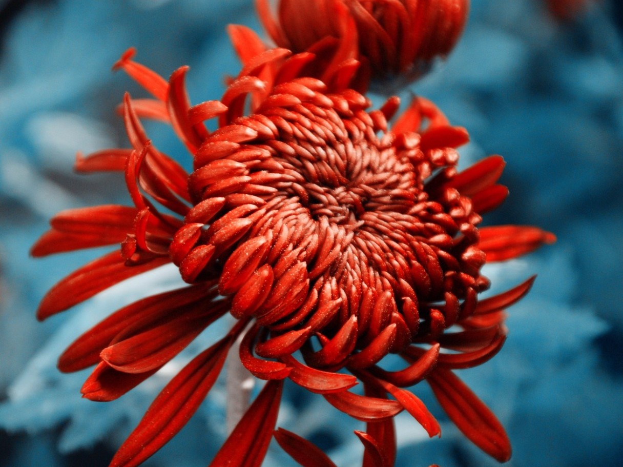 Kõige ilusamad õitsvad taimed on nüüd Lidlist saadaval vähem kui 2 ja 3 euro eest: need on vastupidavad ja ideaalsed, et täita teie kodu värvidega väikese raha eest.