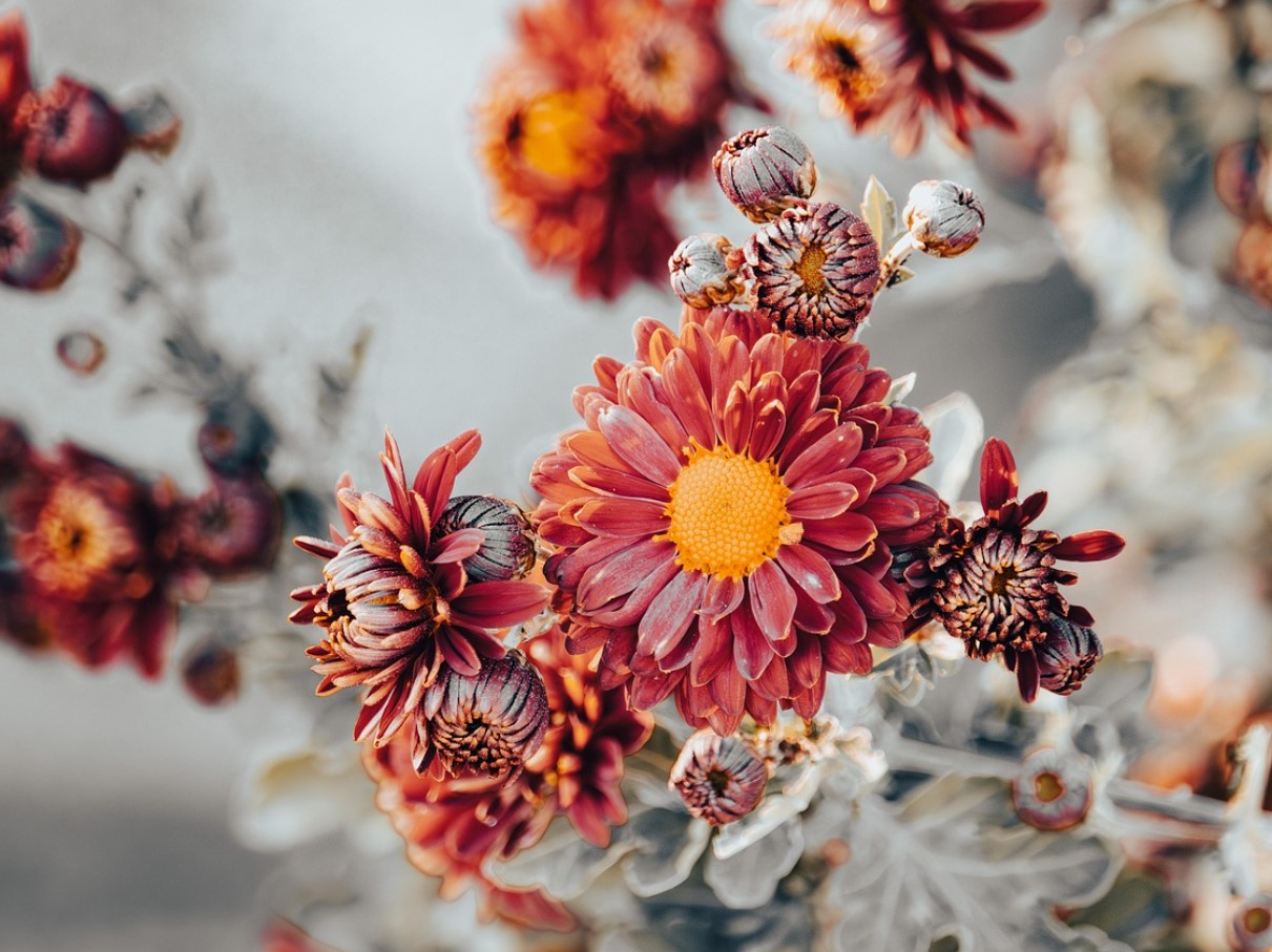 Kõige ilusamad õitsvad taimed on nüüd Lidlist saadaval vähem kui 2 ja 3 euro eest: need on vastupidavad ja ideaalsed, et täita teie kodu värvidega väikese raha eest.