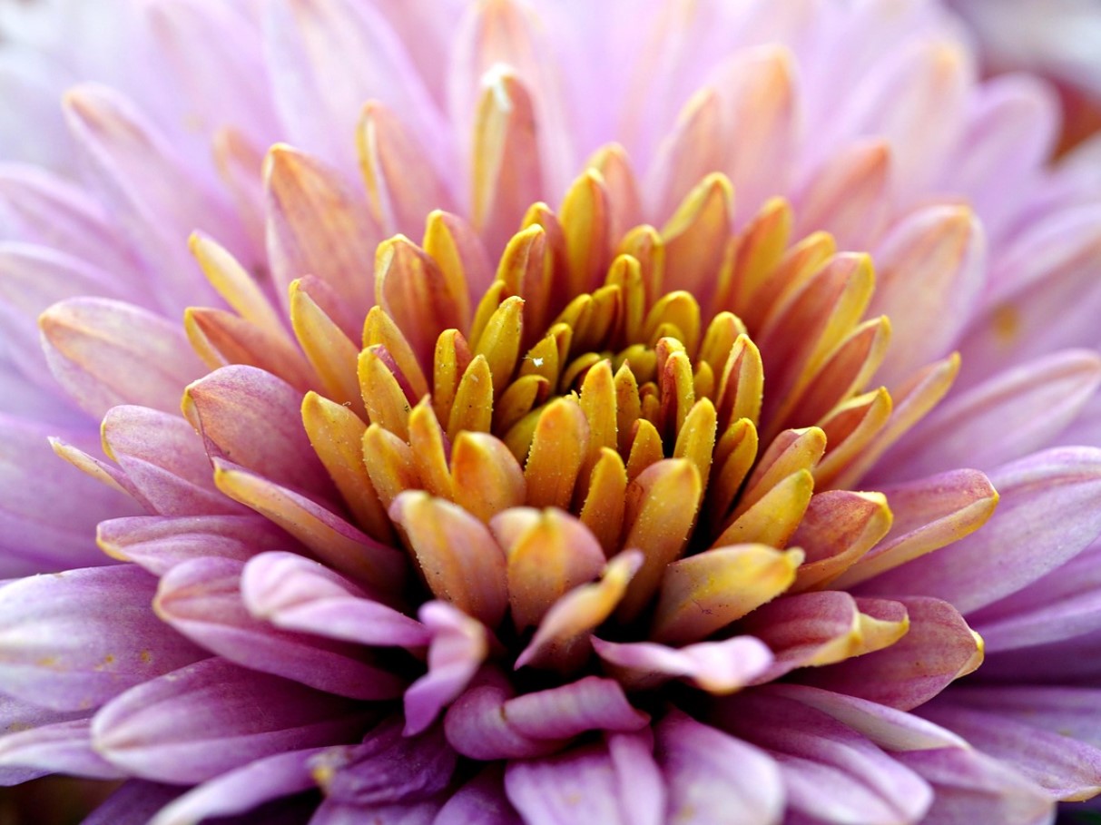 Kõige ilusamad õitsvad taimed on nüüd Lidlist saadaval vähem kui 2 ja 3 euro eest: need on vastupidavad ja ideaalsed, et täita teie kodu värvidega väikese raha eest.