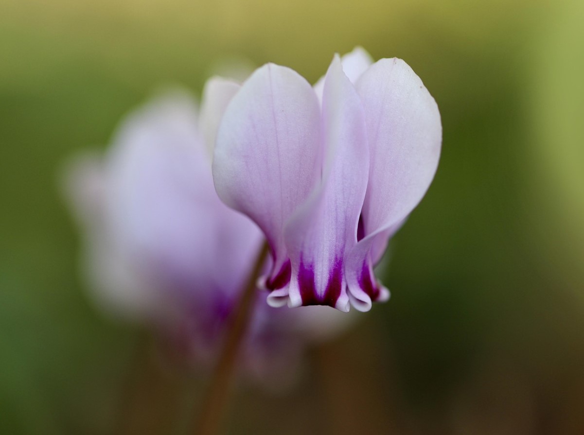 Kõige ilusamad õitsvad taimed on nüüd Lidlist saadaval vähem kui 2 ja 3 euro eest: need on vastupidavad ja ideaalsed, et täita teie kodu värvidega väikese raha eest.