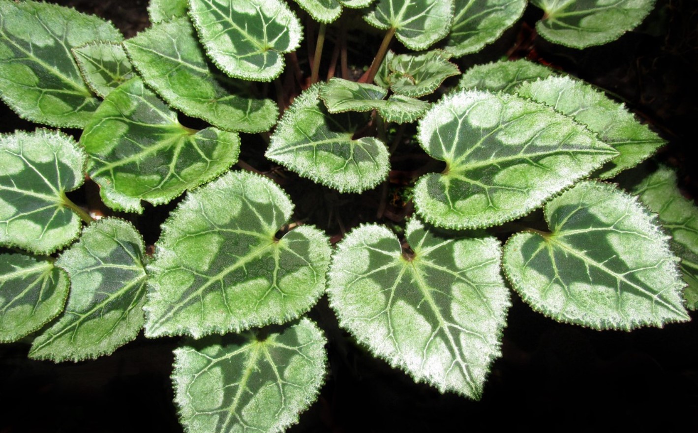 Kõige ilusamad õitsvad taimed on nüüd Lidlist saadaval vähem kui 2 ja 3 euro eest: need on vastupidavad ja ideaalsed, et täita teie kodu värvidega väikese raha eest.