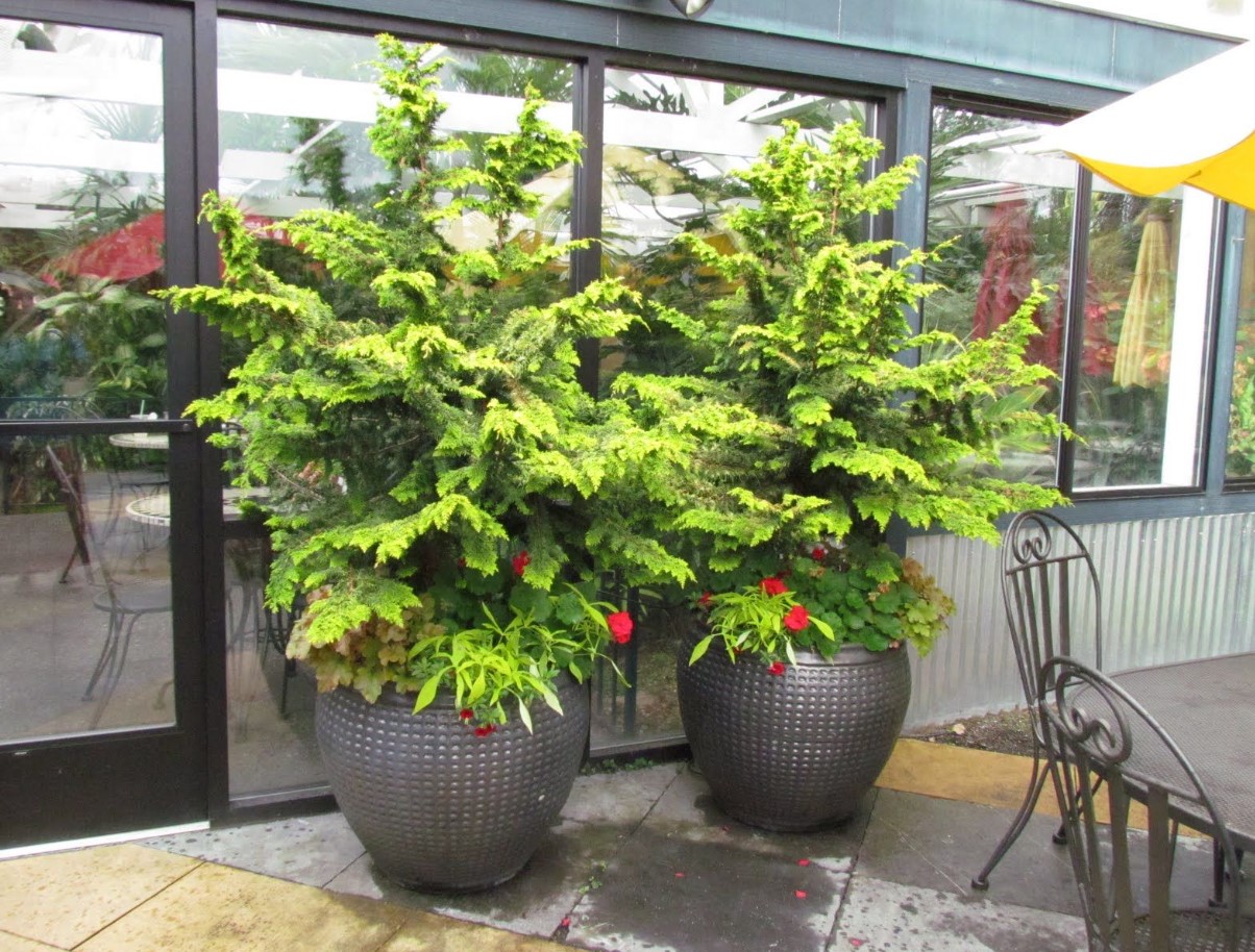 Lidlisse on just saabunud väike, mitmekülgne ja hõlpsasti hooldatav puu, mis kaunistab meie kodu vähem kui kuue euro eest.