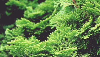 Lidlisse on just saabunud väike, mitmekülgne ja hõlpsasti hooldatav puu, mis kaunistab meie kodu vähem kui kuue euro eest.