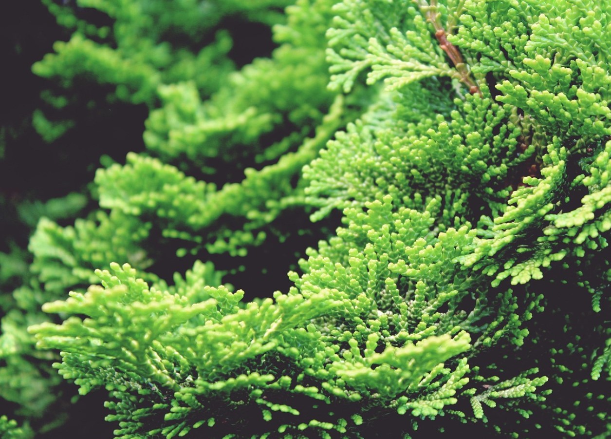 Lidlisse on just saabunud väike, mitmekülgne ja hõlpsasti hooldatav puu, mis kaunistab meie kodu vähem kui kuue euro eest.