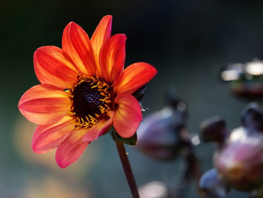 Millal koristada dahlia mugulaid ja kuidas neid talvel hoida?