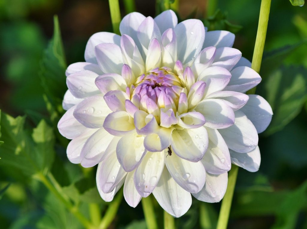 Millal koristada dahlia mugulaid ja kuidas neid talvel hoida?