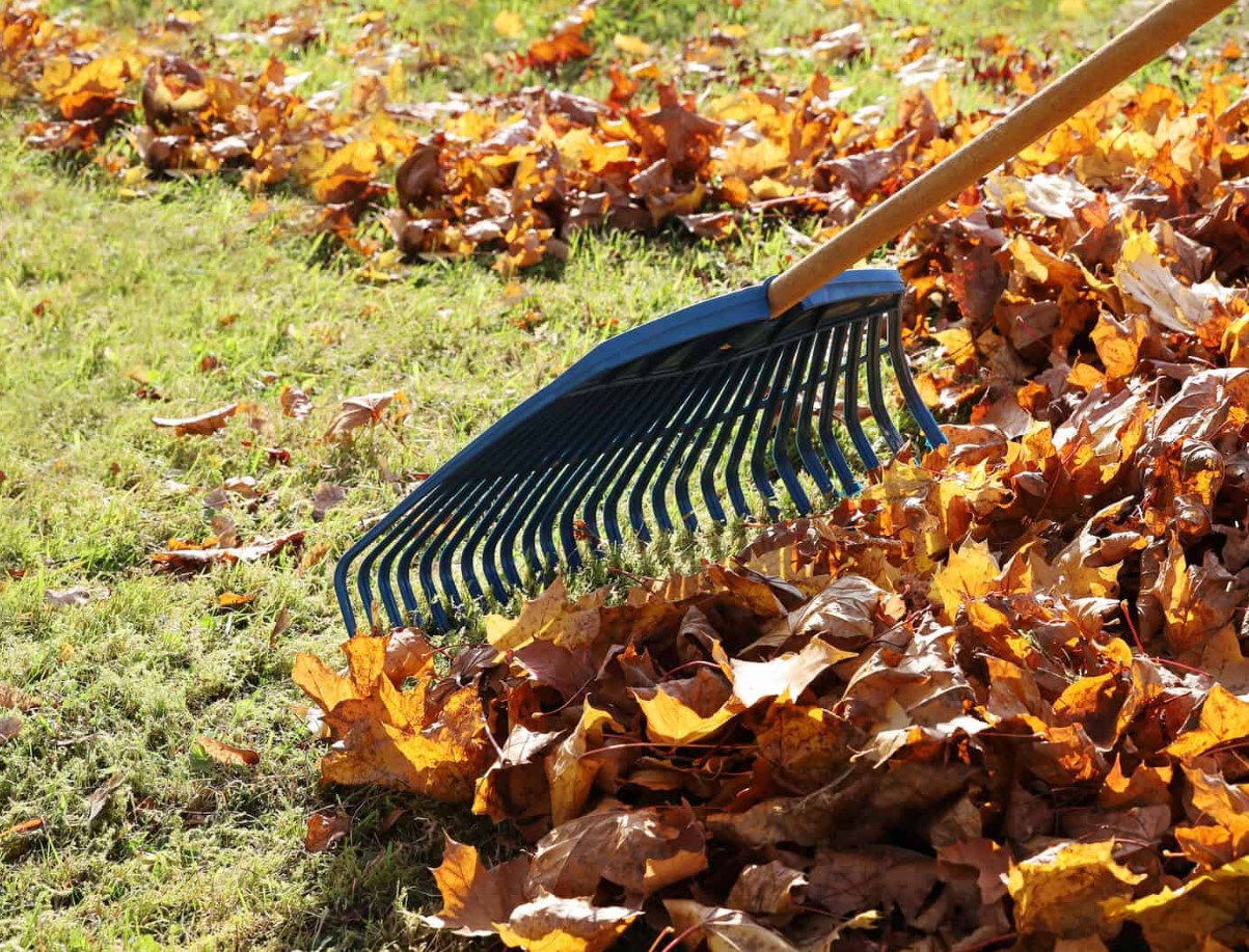 Kaitse oma taimi talvel külma eest, lisades neile kohe 1 eseme