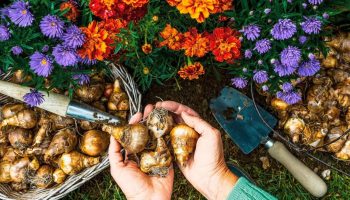 See on viimane võimalus istutada lillesibulad. Proovige seda geniaalset nippi.