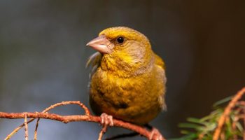 Rohevintid saavad teie aias hästi hakkama, kui puistate neile nende lemmikseemneid.