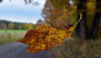 Kühveldada või mitte kühveldada? Pole vaja kühveldada kõikjal langenud lehti.