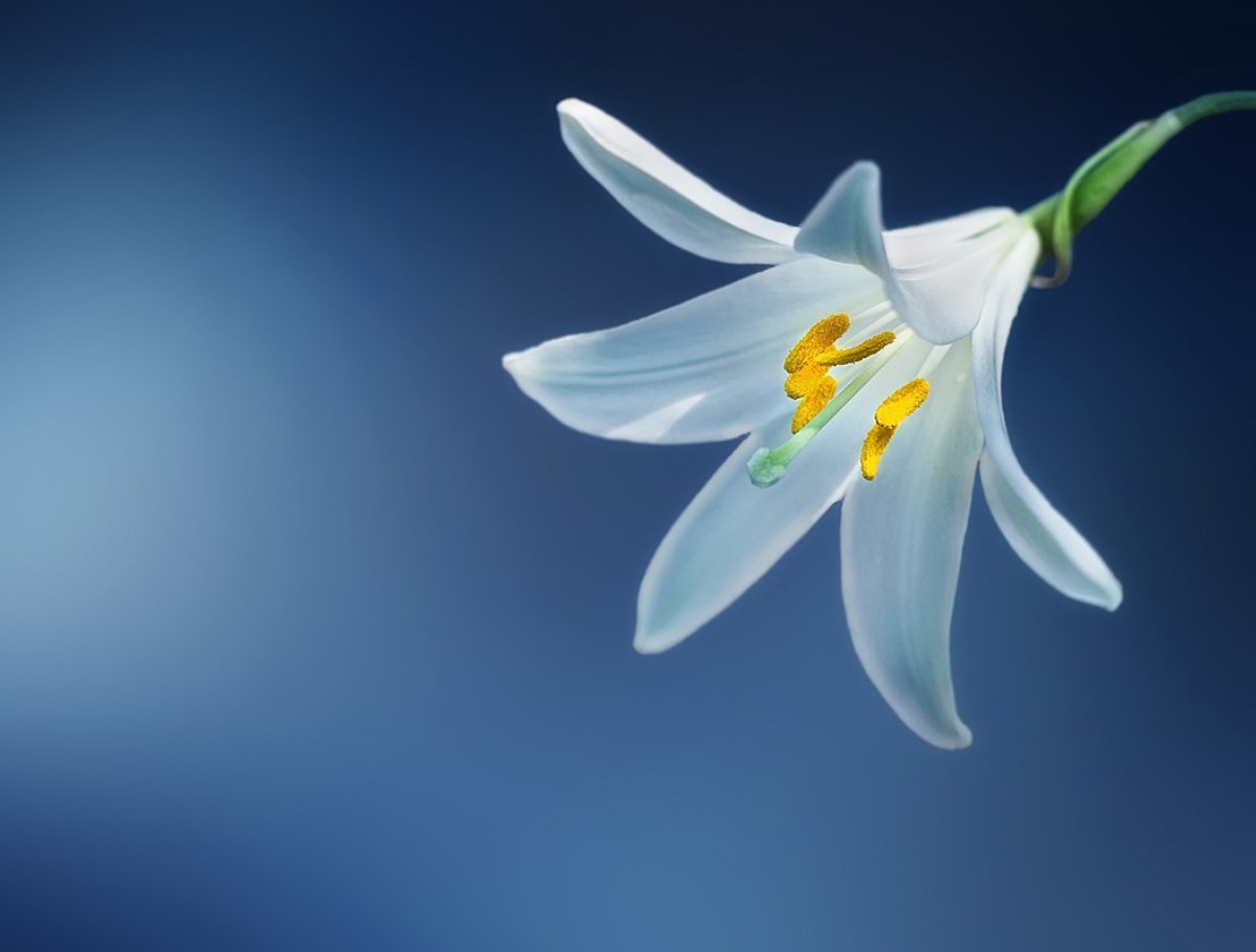 Kas soovite, et liiliad õitseksid nagu ajakirjas? Tehke seda enne külmade saabumist