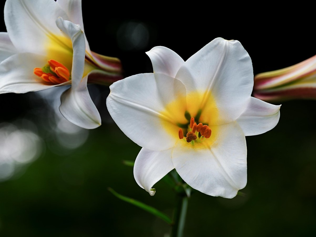 Kas soovite, et liiliad õitseksid nagu ajakirjas? Tehke seda enne külmade saabumist