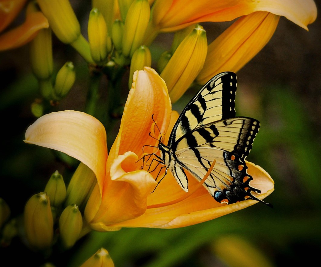 Kas soovite, et liiliad õitseksid nagu ajakirjas? Tehke seda enne külmade saabumist