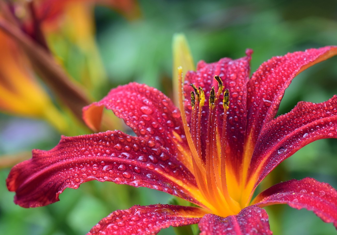 Kas soovite, et liiliad õitseksid nagu ajakirjas? Tehke seda enne külmade saabumist