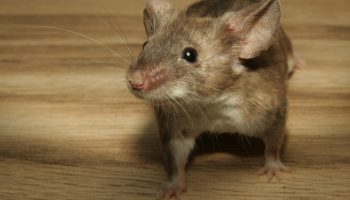 Tugev lõhn, mis on sajandite jooksul oma tõhusust tõestanud: kuidas kasetõrv päästab aitad ja kasvuhooned, kui kemikaalid enam ei aita