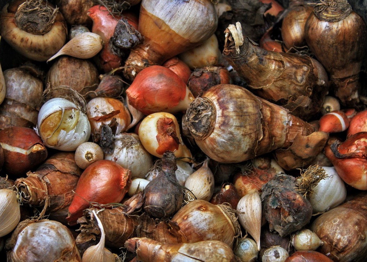 6 lille, mida peaksite istutama enne oktoobri lõppu, et saada „suurepärane lillevaatlus”