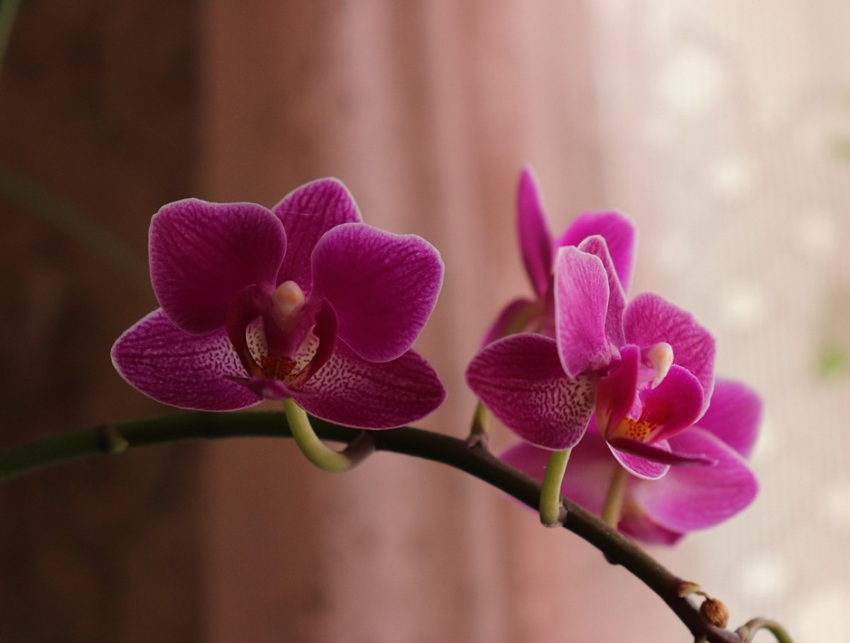 Orhideed „õitsevad alati regulaarselt“, kui teete ühe lihtsa asja, mida aednikud vannuvad