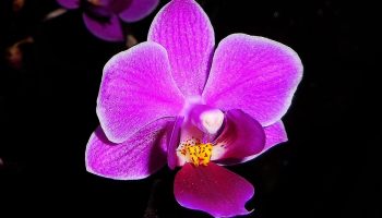 Orhideed „õitsevad alati regulaarselt“, kui teete ühe lihtsa asja, mida aednikud vannuvad
