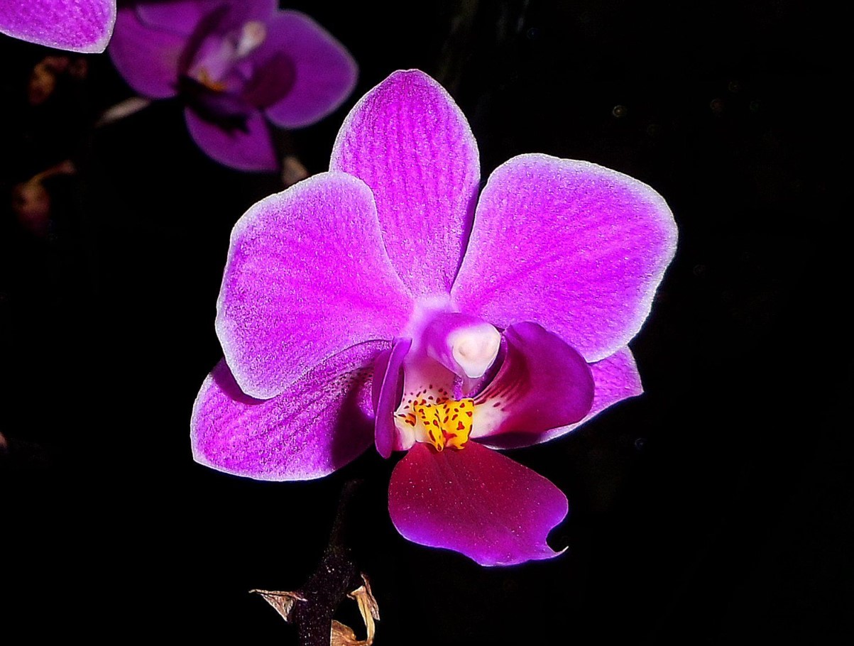 Orhideed „õitsevad alati regulaarselt“, kui teete ühe lihtsa asja, mida aednikud vannuvad