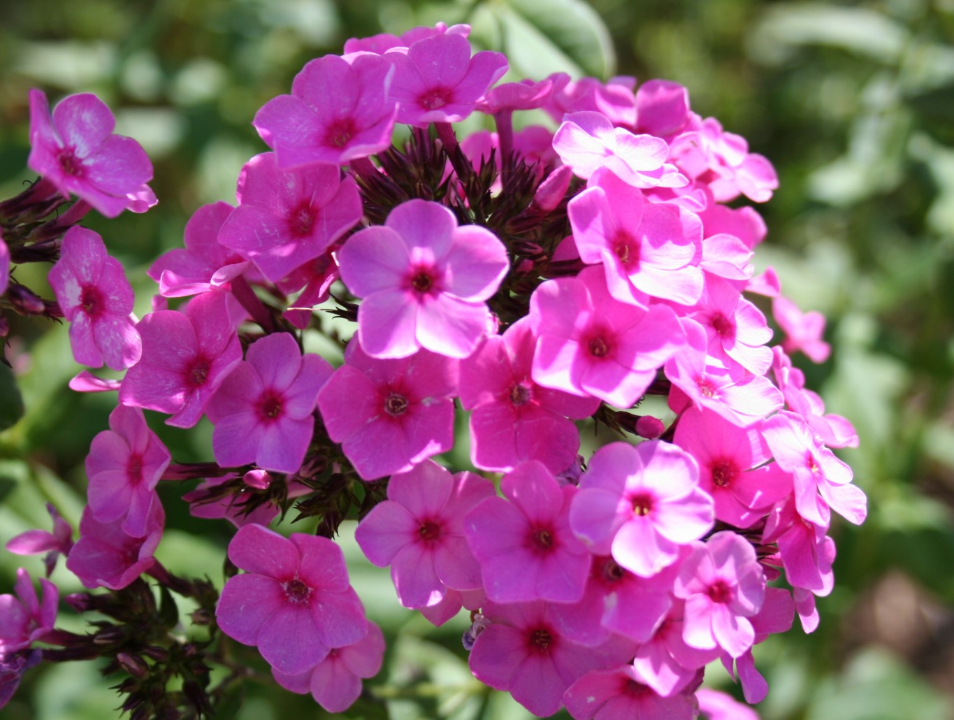 Ei ole kuulnud sügisest: need erksad lilled näitasid oma iseloomu ja õitsesid ilma populaarse tegevuseta