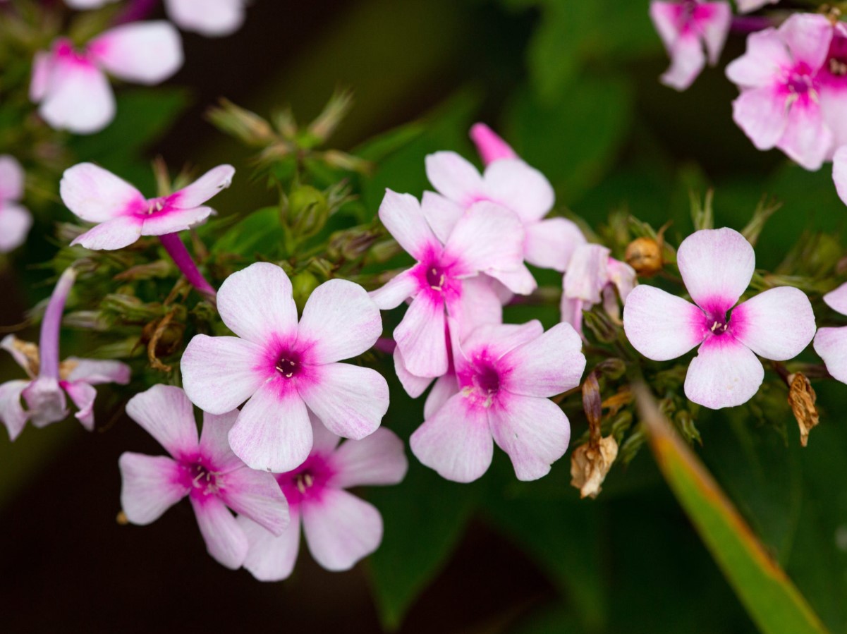 Ei ole kuulnud sügisest: need erksad lilled näitasid oma iseloomu ja õitsesid ilma populaarse tegevuseta