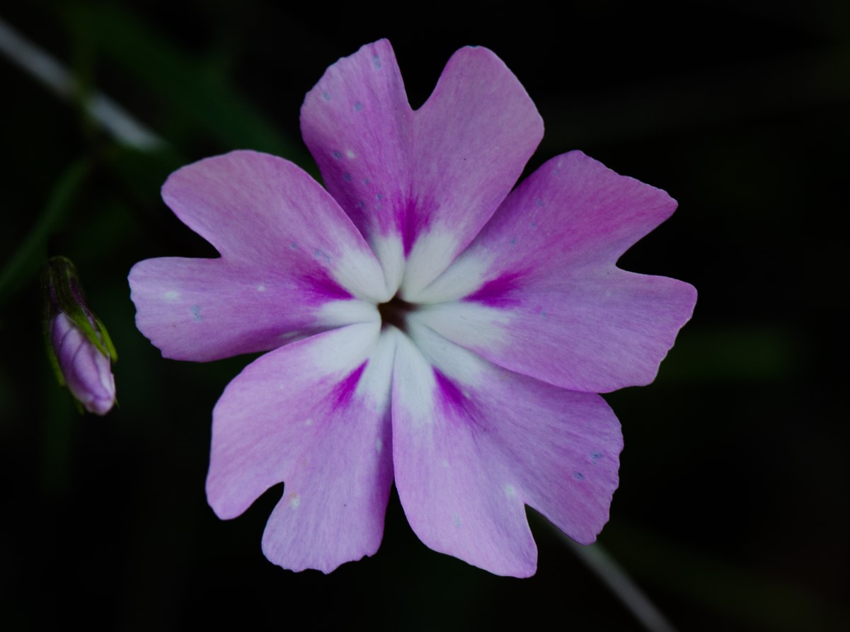 Ei ole kuulnud sügisest: need erksad lilled näitasid oma iseloomu ja õitsesid ilma populaarse tegevuseta