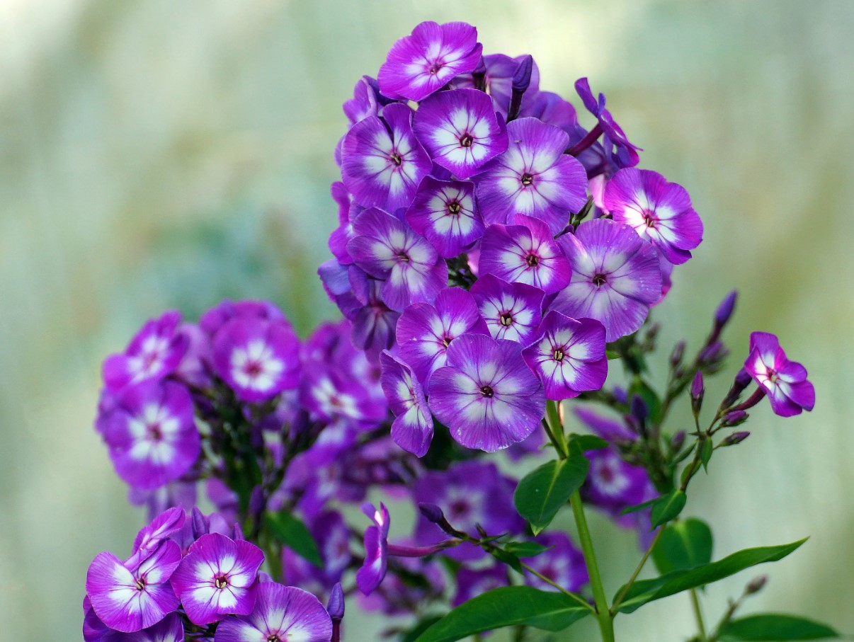 Ei ole kuulnud sügisest: need erksad lilled näitasid oma iseloomu ja õitsesid ilma populaarse tegevuseta