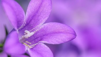 Ei ole kuulnud sügisest: need erksad lilled näitasid oma iseloomu ja õitsesid ilma populaarse tegevuseta