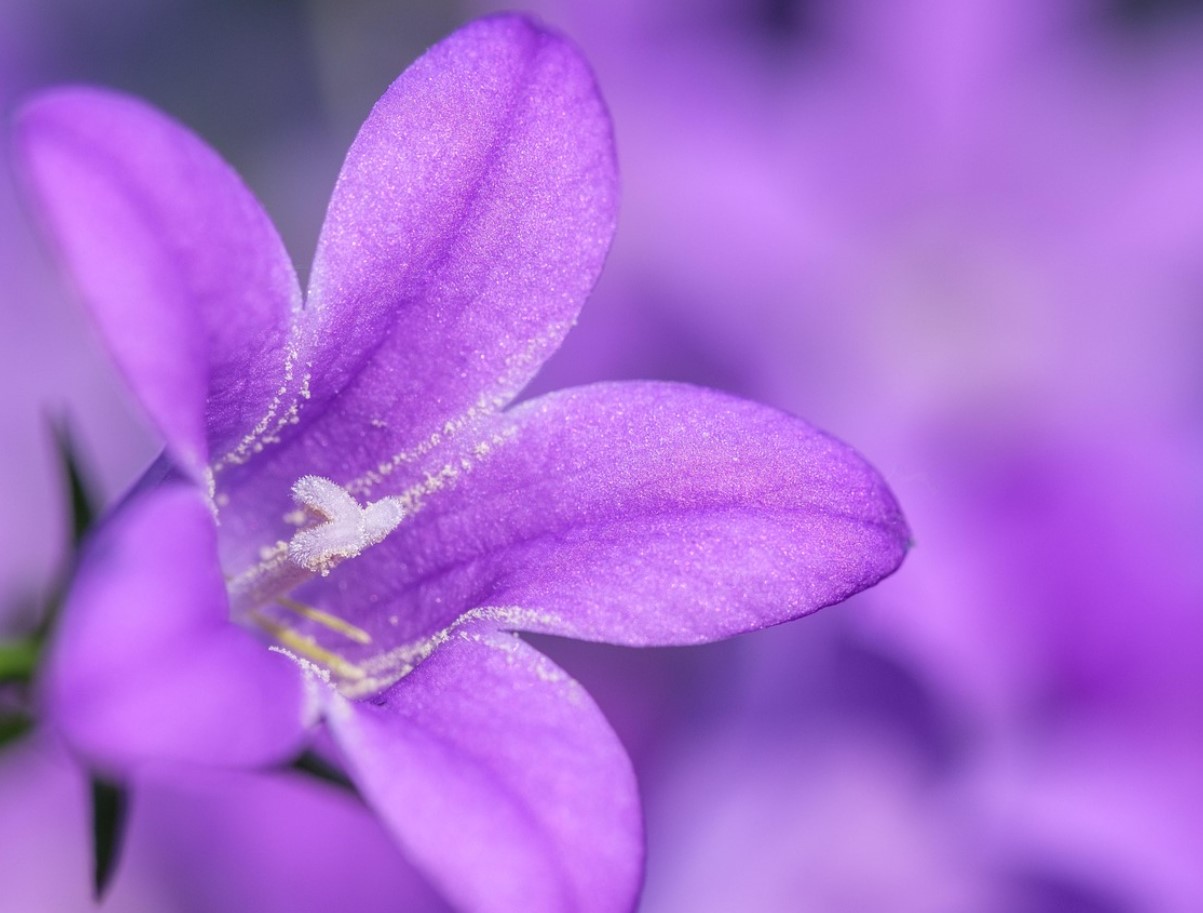 Ei ole kuulnud sügisest: need erksad lilled näitasid oma iseloomu ja õitsesid ilma populaarse tegevuseta