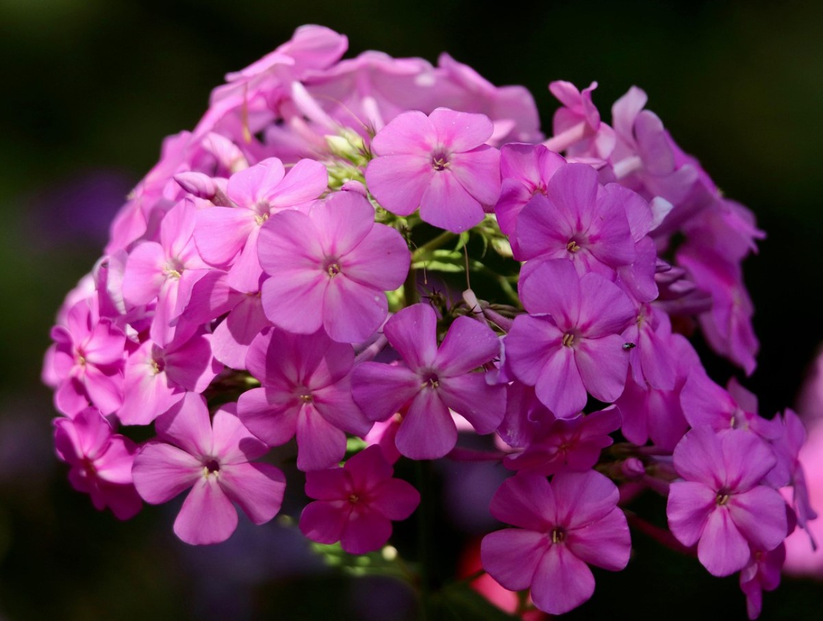 Ei ole kuulnud sügisest: need erksad lilled näitasid oma iseloomu ja õitsesid ilma populaarse tegevuseta