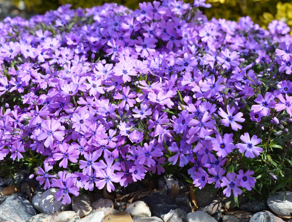Ei ole kuulnud sügisest: need erksad lilled näitasid oma iseloomu ja õitsesid ilma populaarse tegevuseta