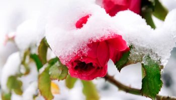 Sügisene hooldus ja talvine kaitse roosidele – vältida tuleks järgmisi vigu