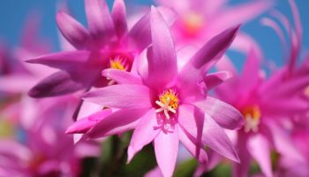 Need kaks hapet teevad imet: schlumbergera elavneb ja laseb üksteise järel õienupud