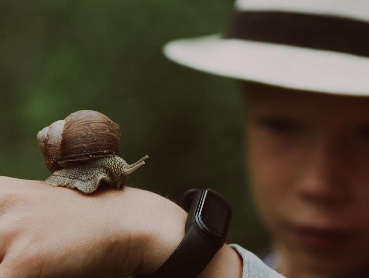 Ärge puudutage teokarpe – need on teie aiale kasulikud. Siin on juhised, kuidas neid ohutult koguda.