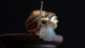 Ärge puudutage teokarpe – need on teie aiale kasulikud. Siin on juhised, kuidas neid ohutult koguda.