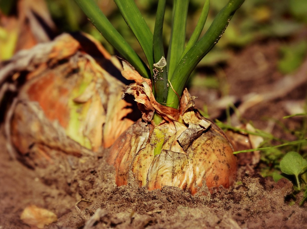 Isegi surnud maa on võimalik taaselustada – orgaaniline meetod, millest agronoomid vaikivad