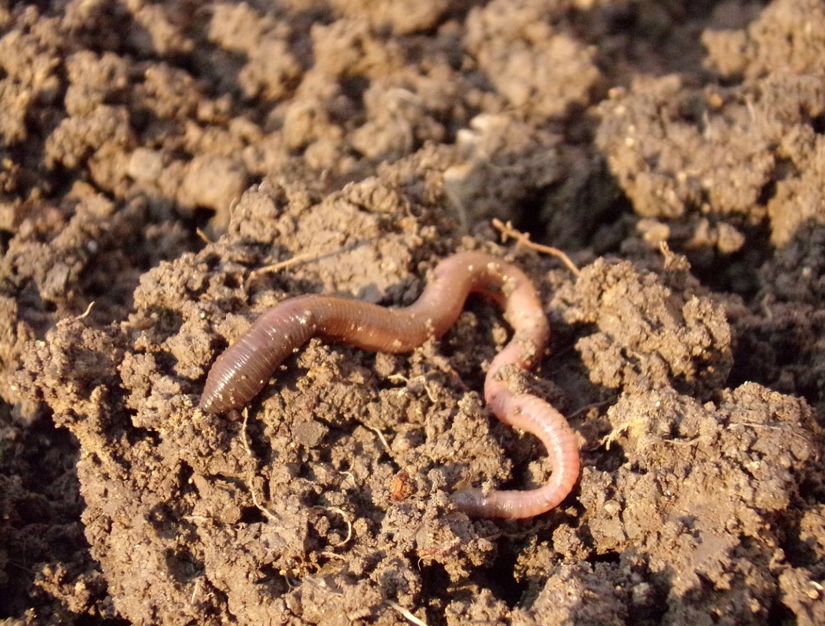 Isegi surnud maa on võimalik taaselustada – orgaaniline meetod, millest agronoomid vaikivad