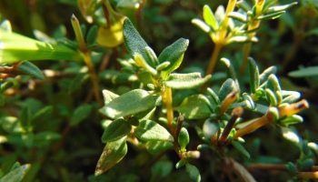 Igaühe aknalaual peaks olema see maitsetaim: see leevendab köha, puhastab õhku ja lisab kööki ka talve keskel imelise aroomi.