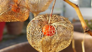 Selle viljad on nagu laternad, lisaks on see detoksifitseeriv ja raviv. Ilus taim Tšehhi aedades