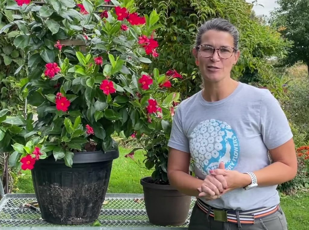 Dipladenia talvitamine: veenduge, et olete taime õigesti kärbinud, enne kui alustate