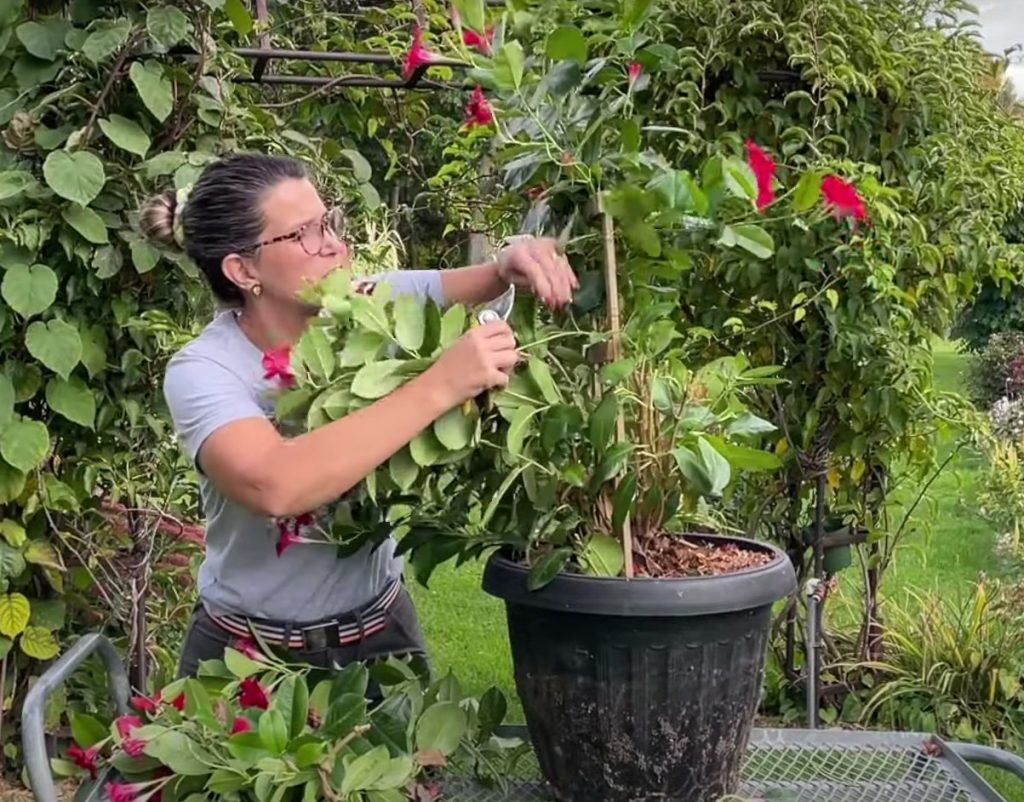 Dipladenia talvitamine: veenduge, et olete taime õigesti kärbinud, enne kui alustate