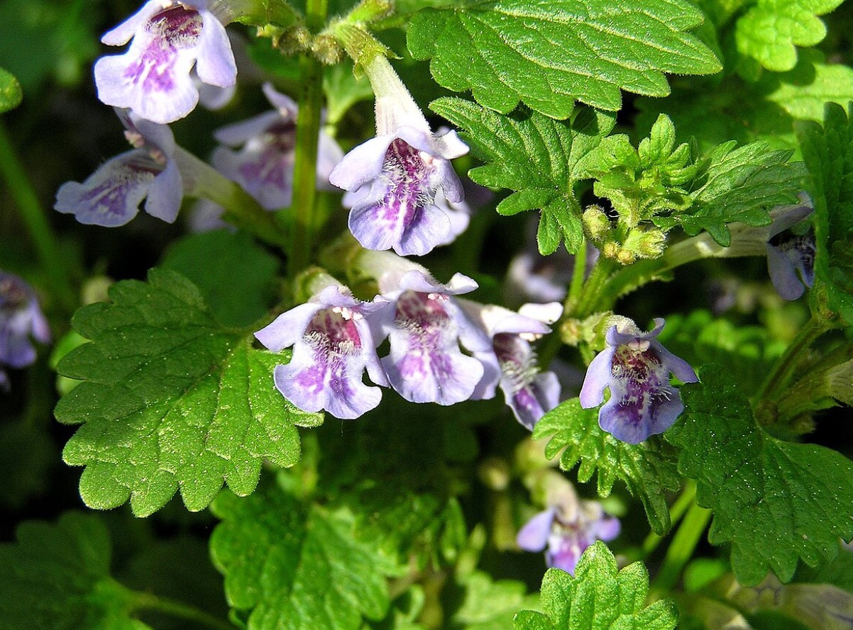 Mida teha, kui maajalg vallutab aeda? Lihtne viis sellest vabanemiseks looduslikult