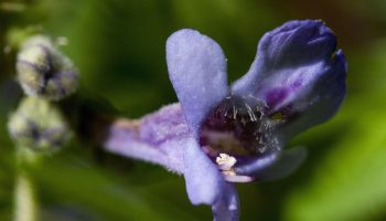 Mida teha, kui maajalg vallutab aeda? Lihtne viis sellest vabanemiseks looduslikult