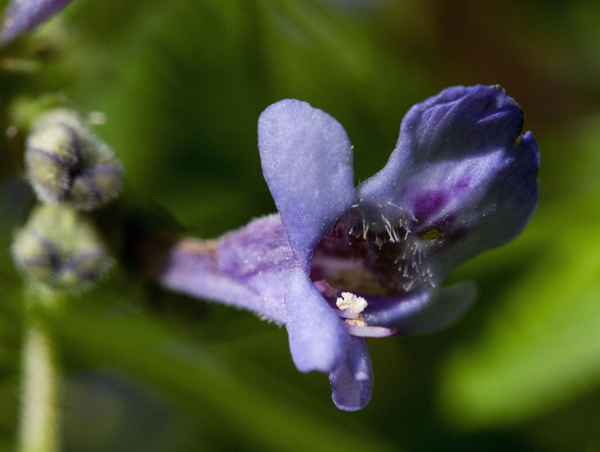 Mida teha, kui maajalg vallutab aeda? Lihtne viis sellest vabanemiseks looduslikult