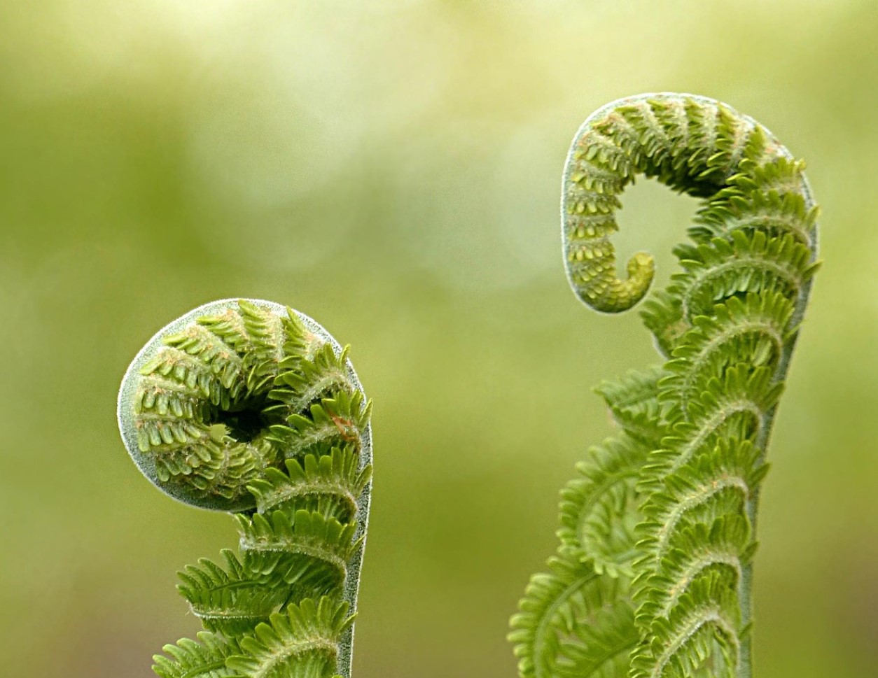 Sammaltaimed rõdul ja toas: kuidas luua roheline miniaed