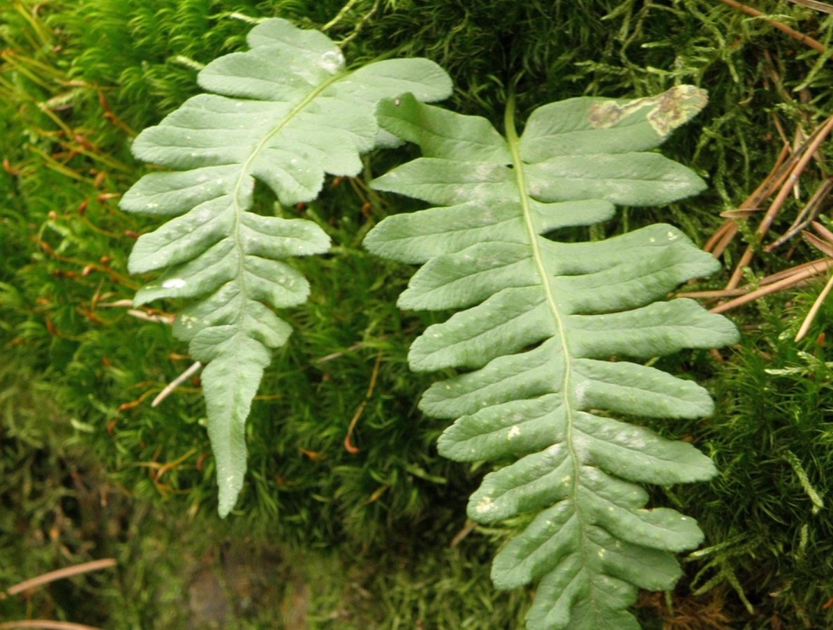 Sammaltaimed rõdul ja toas: kuidas luua roheline miniaed