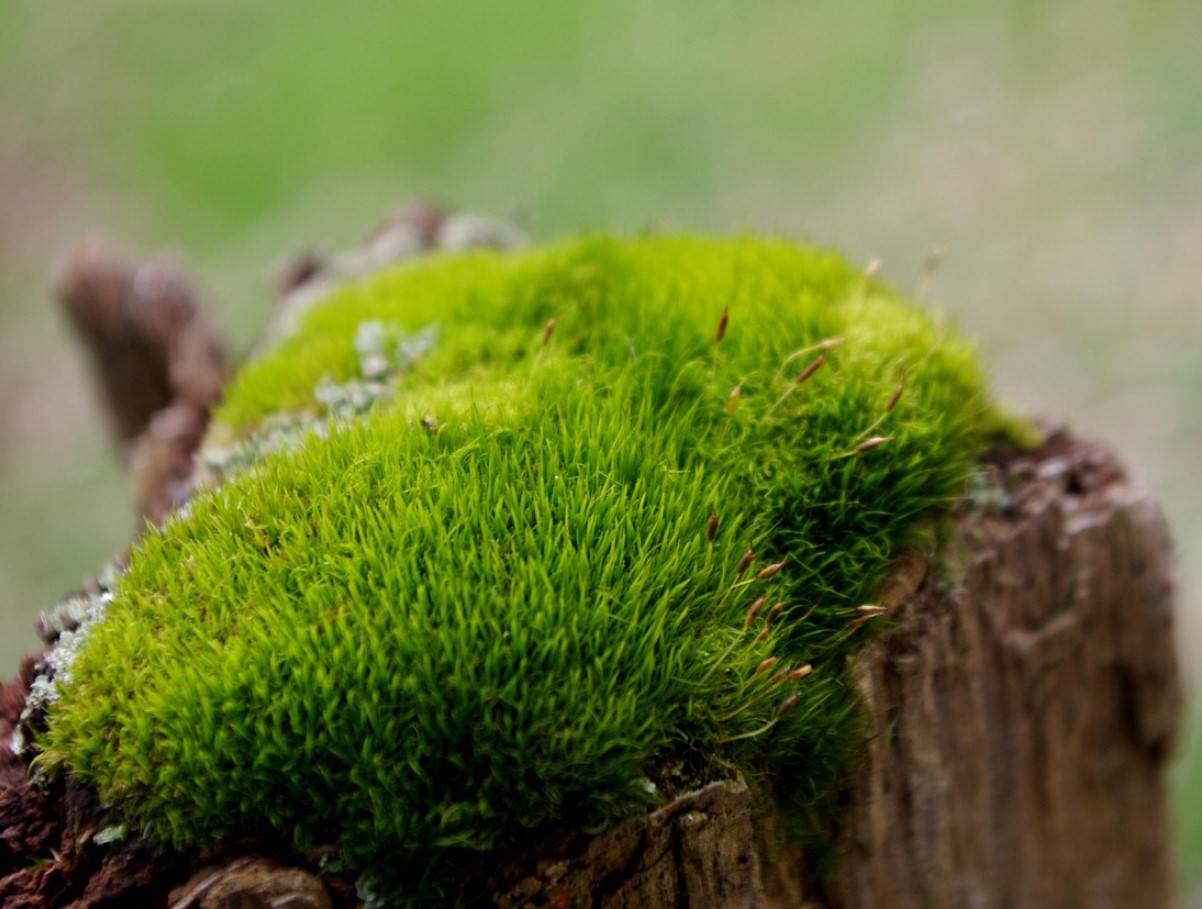 Sammaltaimed rõdul ja toas: kuidas luua roheline miniaed