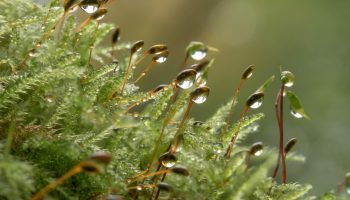 Sammaltaimed rõdul ja toas: kuidas luua roheline miniaed