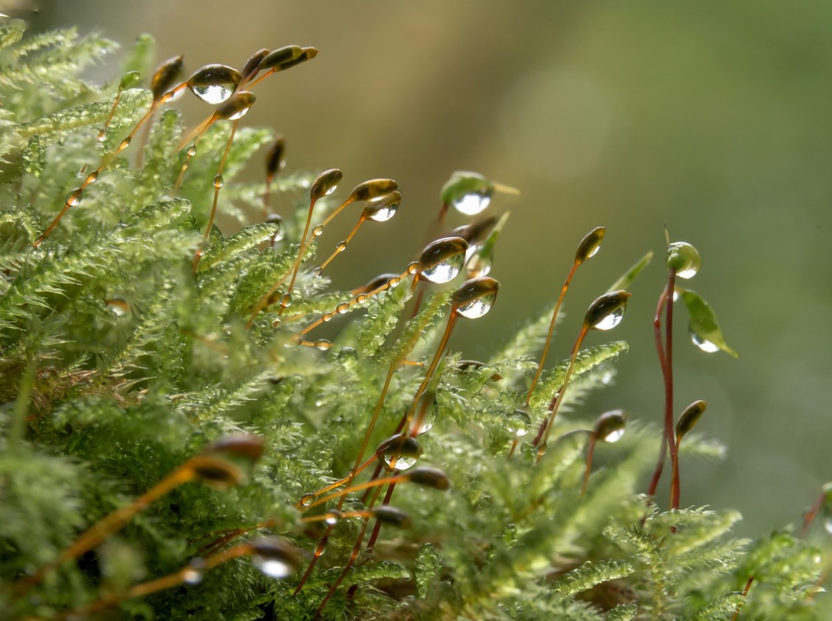 Sammaltaimed rõdul ja toas: kuidas luua roheline miniaed