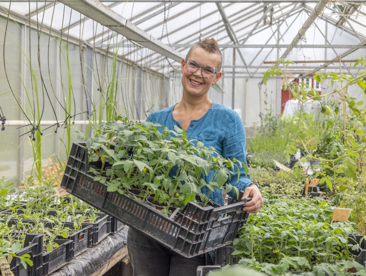 Miks tomatid pragunevad – ja kuidas seda vältida